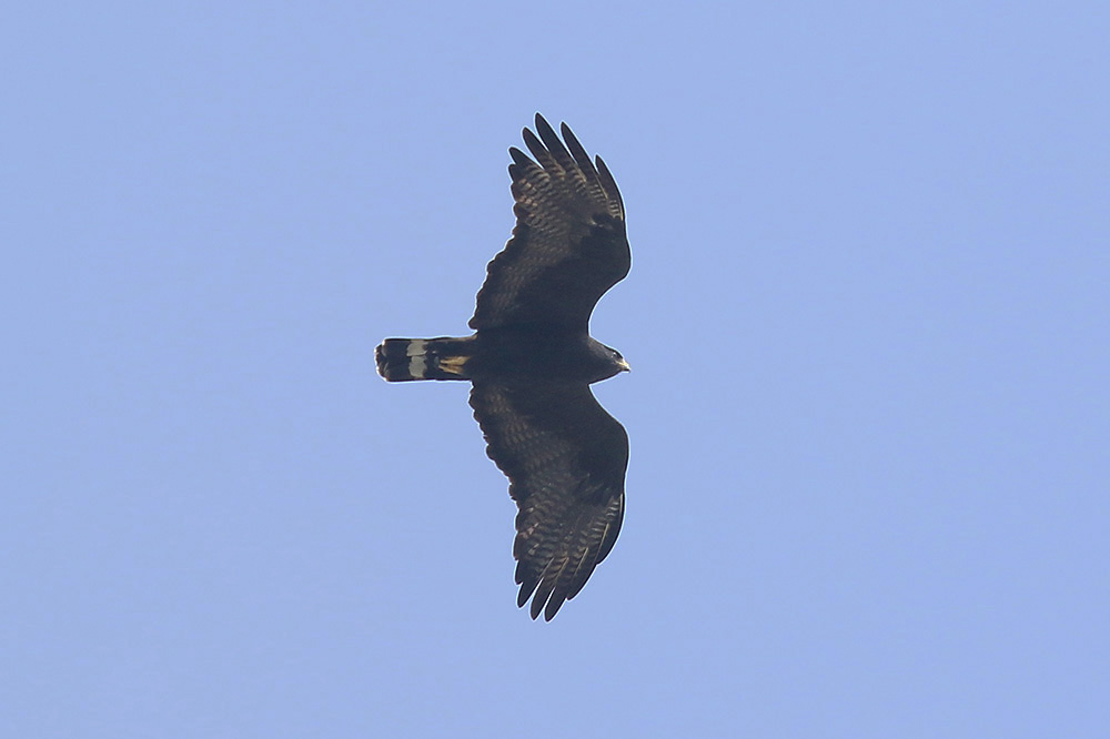 Common Black-Hawk by Mick Dryden