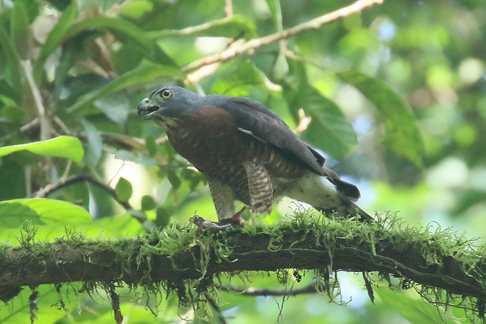 Double-toothed Kite by Mick Dryden