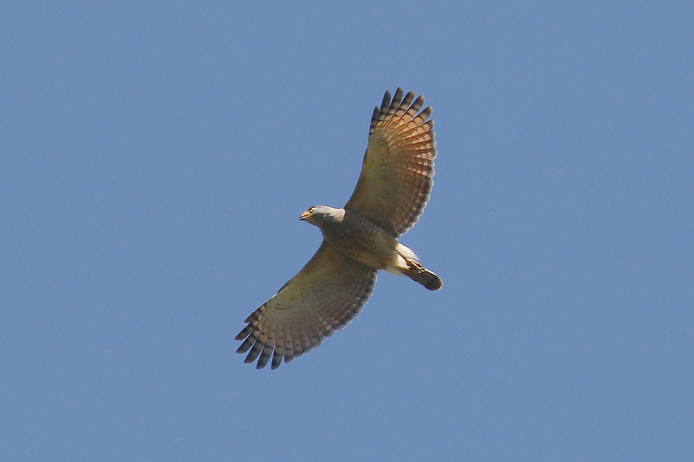 Roadside Hawk by Mick Dryden