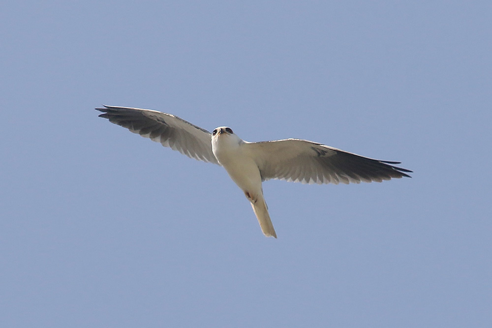 White-tailed Kite by Mick Dryden