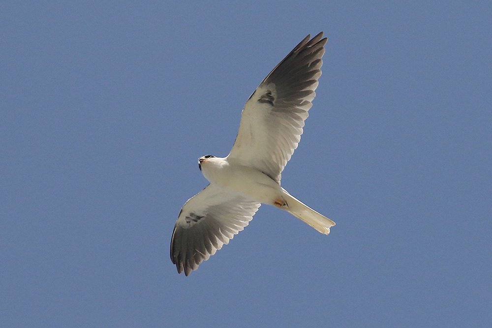 White-tailed Kite by Mick Dryden