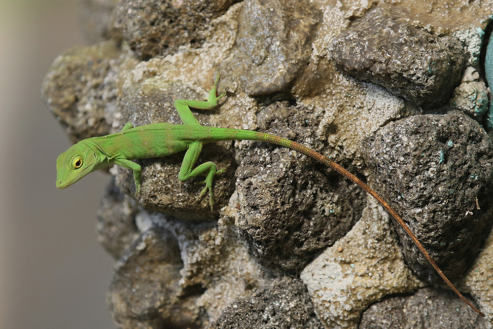 Lizard sp by Mick Dryden