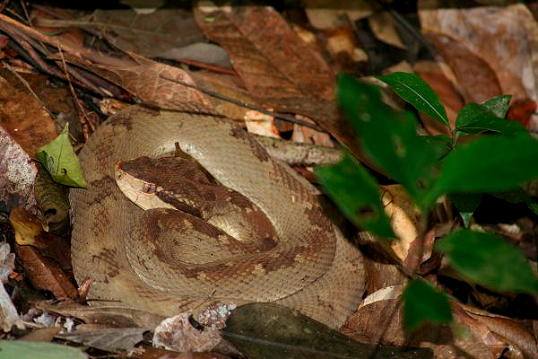 Fer de Lance by H Glyn Young