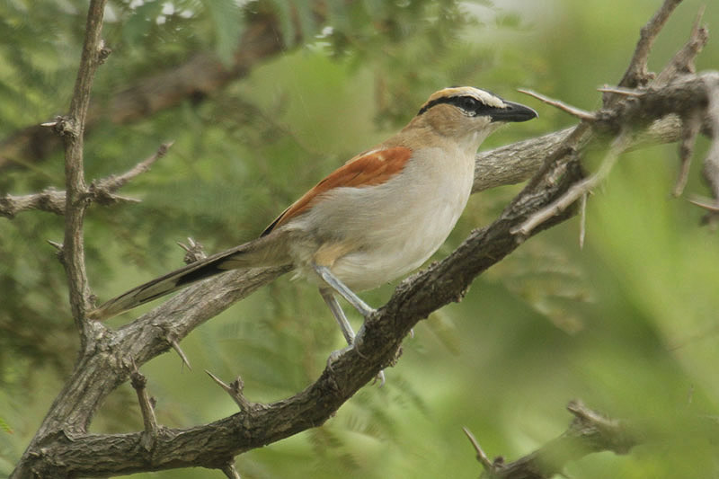 Black-crowned Tchagra by Mick Dryden