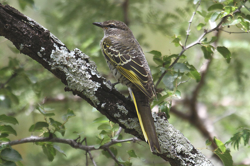 Black Cuckooshrike by Mick Dryden