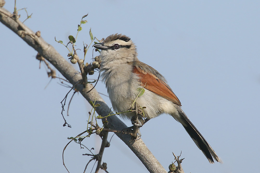 Brown crowned Tchagra by Mick Dryden