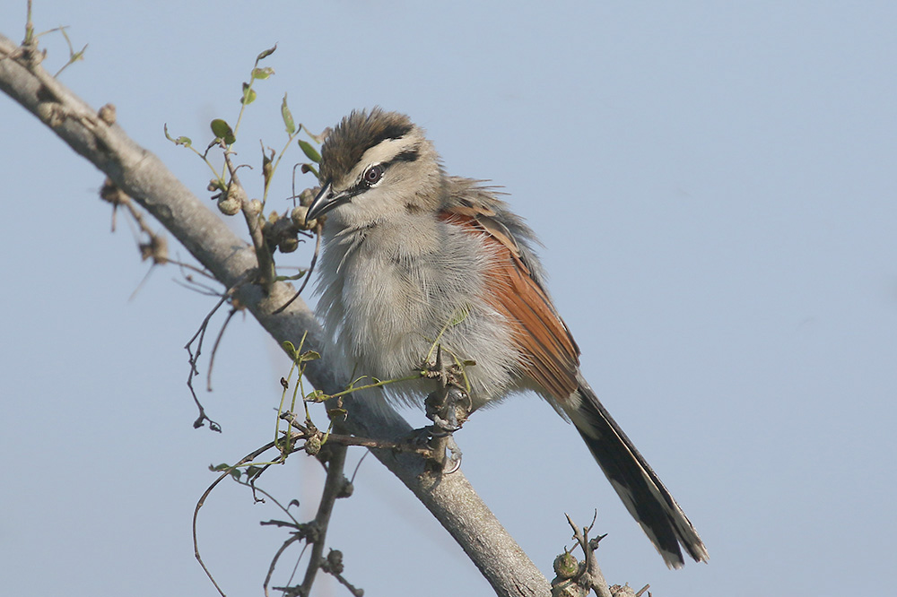 Brown crowned Tchagra by Mick Dryden