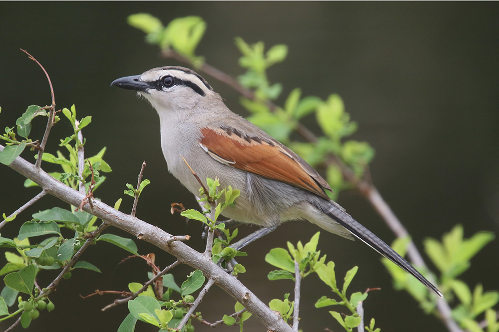 Brown crowned Tchagra by Mick dryden