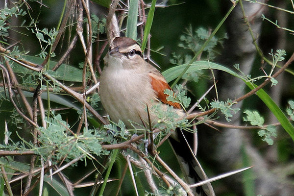 Brown-crowned Tchagra by Mick Dryden