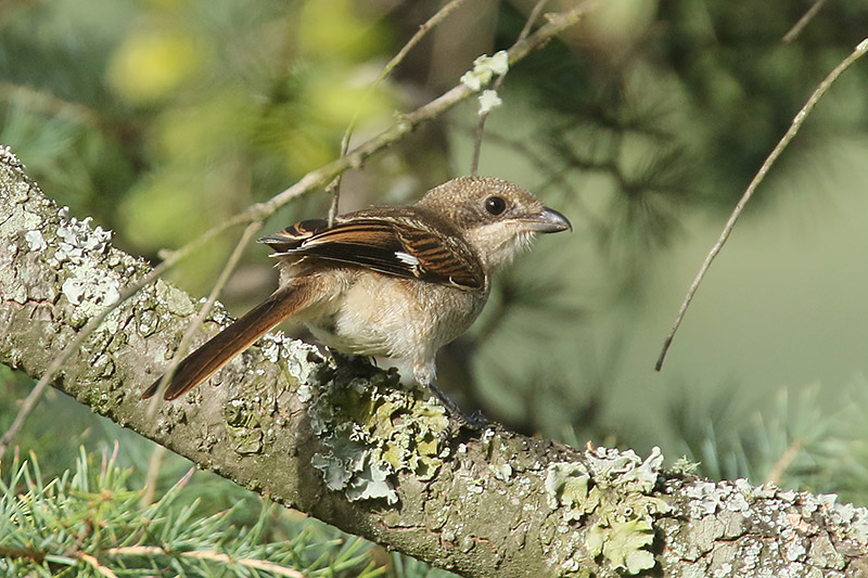 Common Fiscal Shrike by Mick Dryden