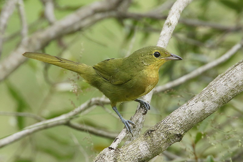 Gorgeous Bushshrike by Mick Dryden