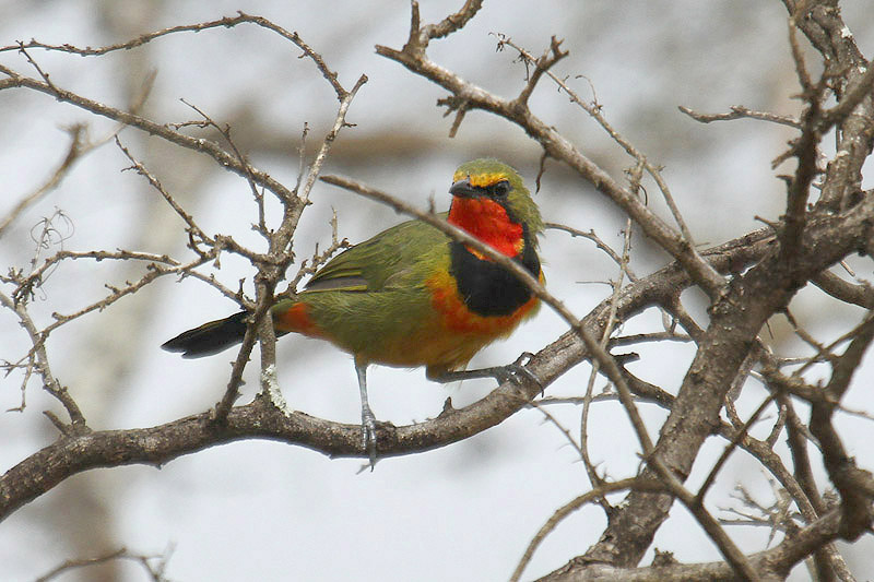 Gorgeous Bushshrike by Mick Dryden