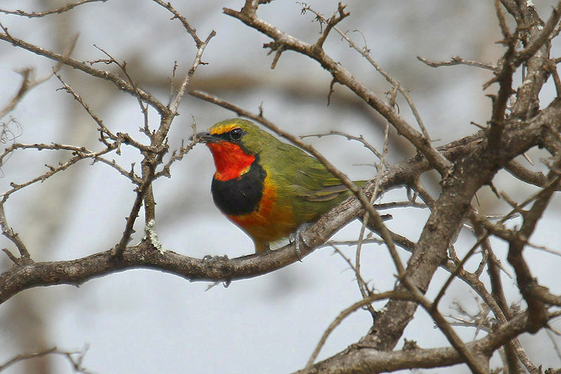 Gorgeous Bushshrike by Mick Dryden