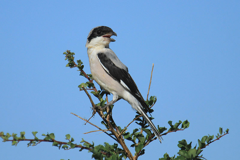 Lesser Grey Shrike by Mick Dryden