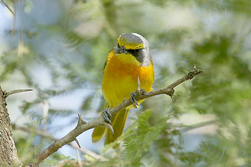 Orange breasted Bushshrike by Mick Dryden