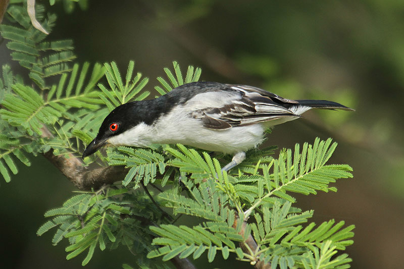 Black-backed Puff-backed Shrike by Mick Dryden