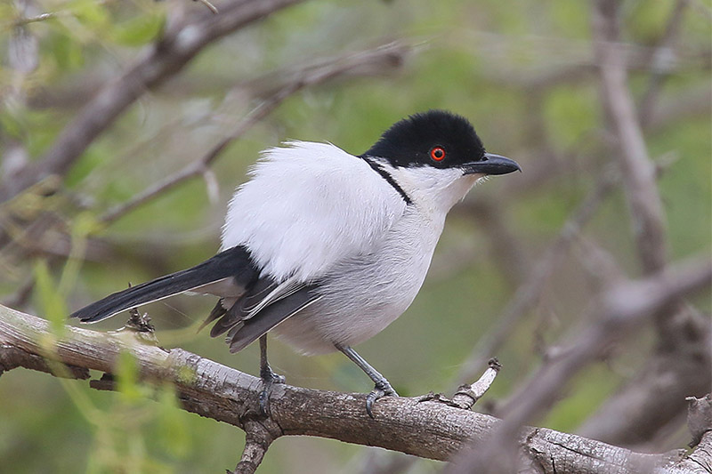 Black backed Puffback by Mick Dryden