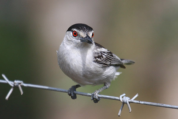 Black-backed Puffback by Mick Dryden