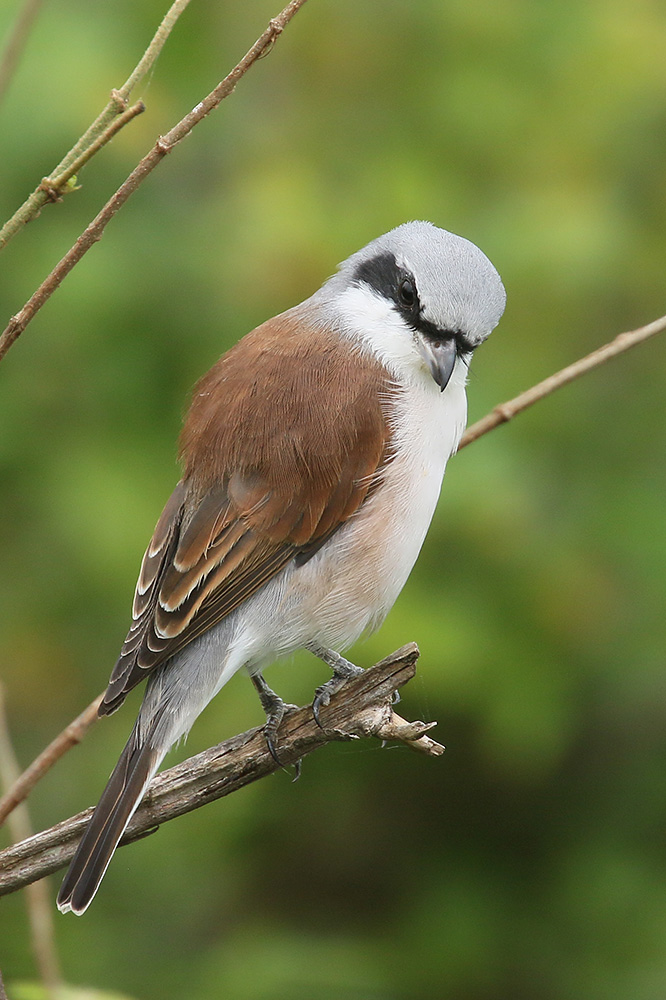 Red backed Shrike by Mick Dryden