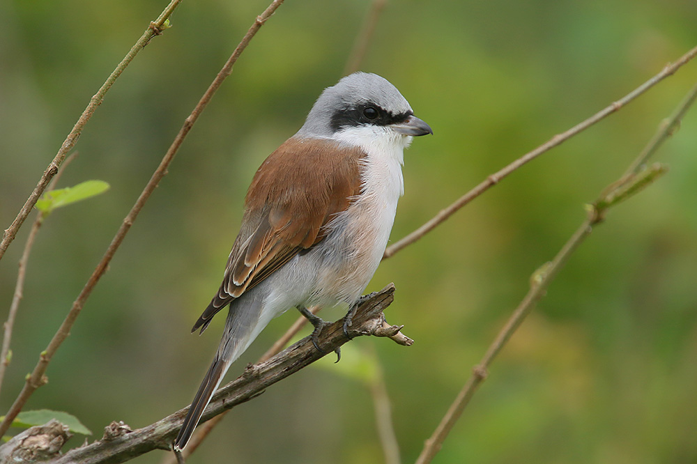 Red-backed Shrike by Mick Dryden
