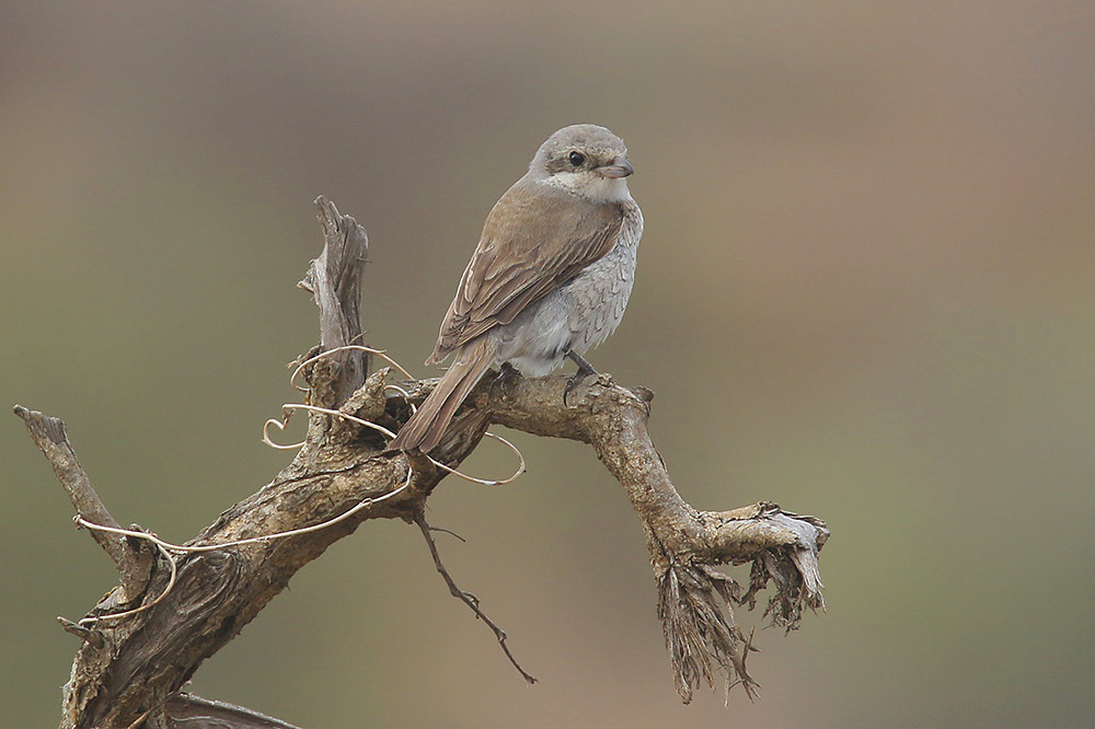 Red-backed Shrike by Mick Dryden