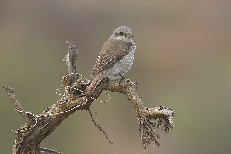 Red backed Shrike by Mick Dryden