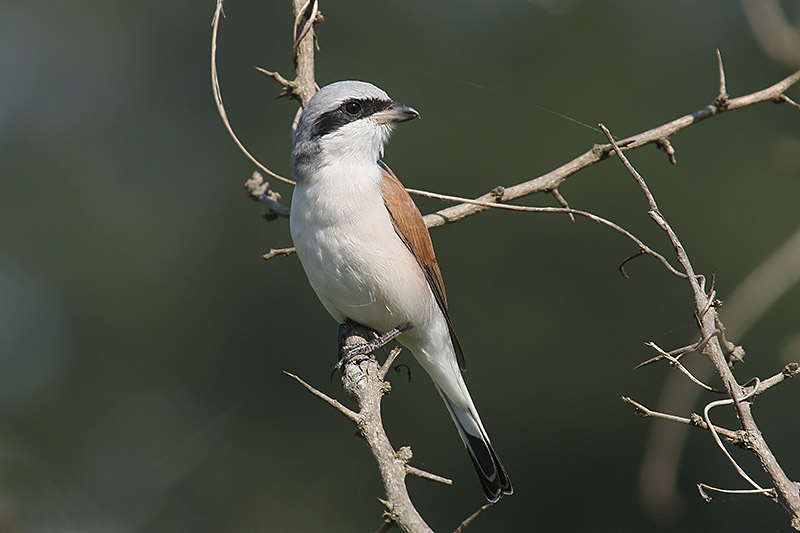 Red backed Shrike by Mick Dryden