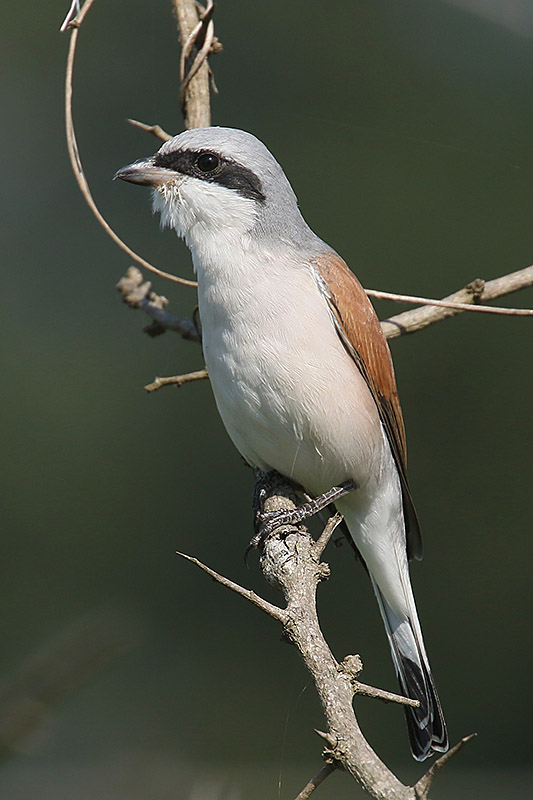 Red backed Shrike by Mick Dryden