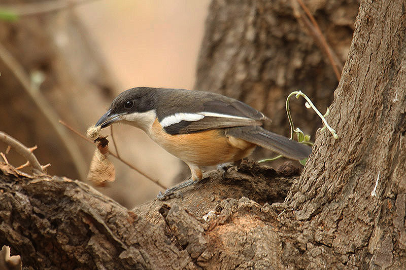 Southern Boubou by Mick Dryden