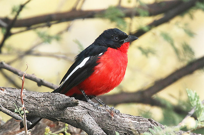 Crimson breasted Shrike by Mick Dryden