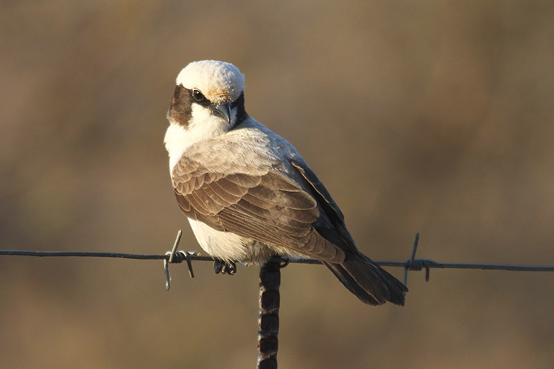 Southern White-crowned Shrike by  Mick Dryden