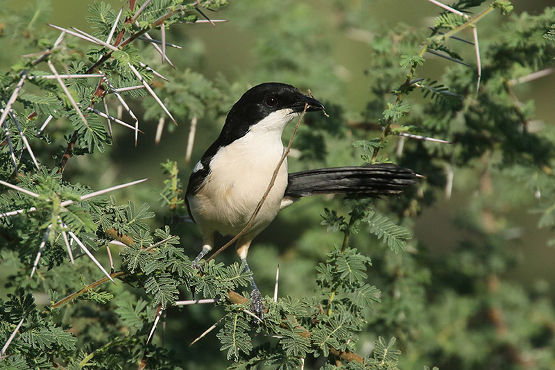 Tropical Boubou by Mick Dryden