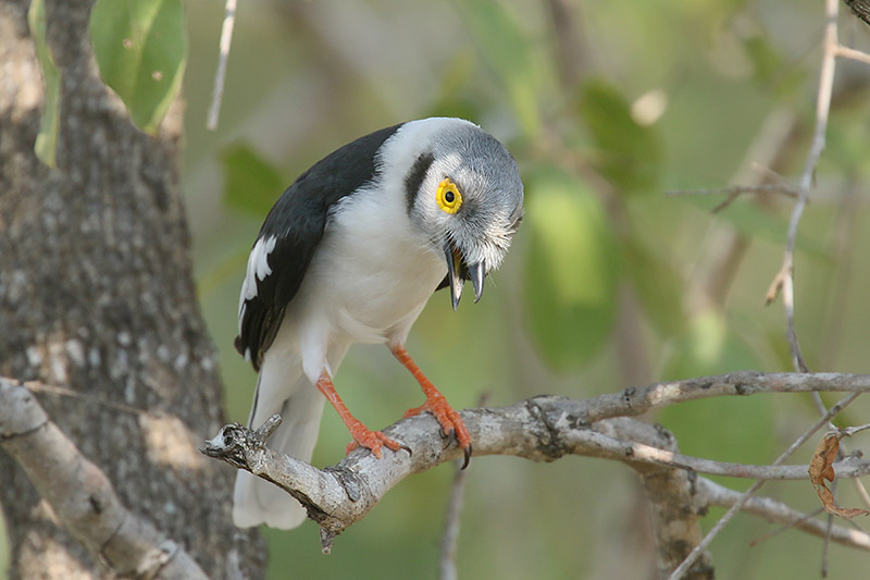 White Helmet Shrike by Mick Dryden