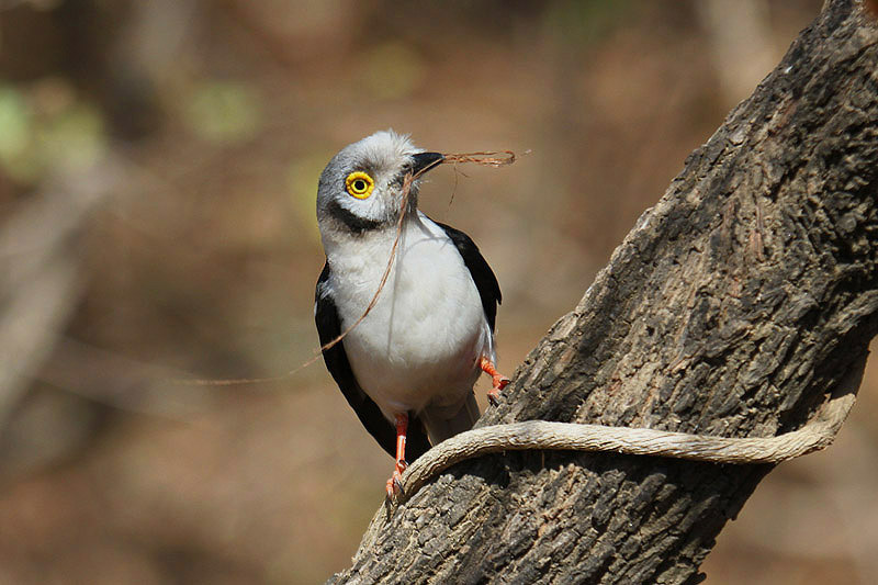 White-Helmet Shrike by Mick Dryden