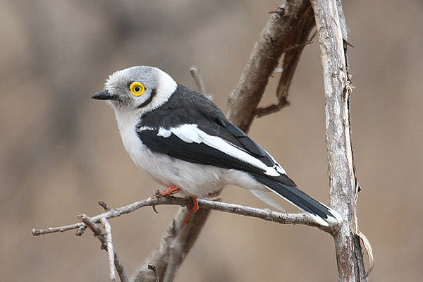 White-crested Helmet Shrike by Mick Dryden