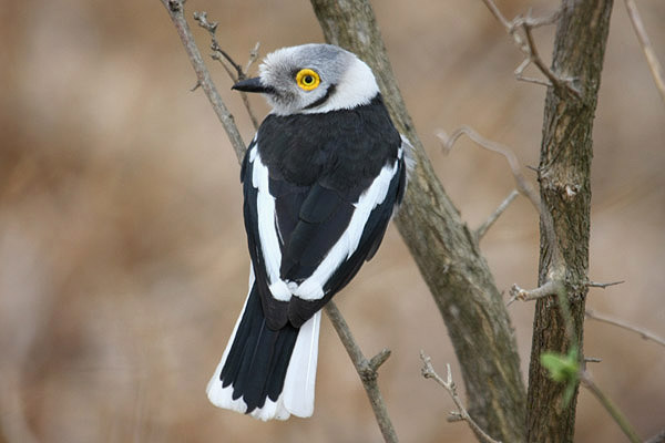 White-crested Helmet Shrike by Mick Dryden