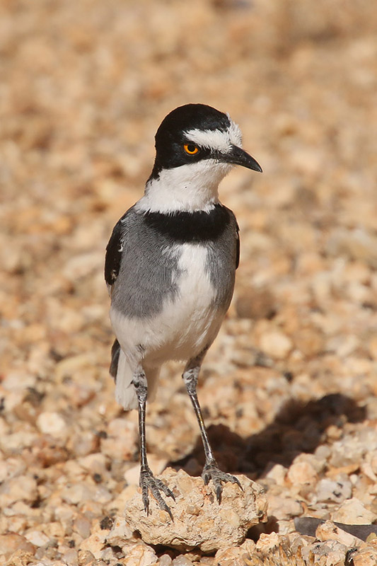 White tailed Shrike by Mick Dryden