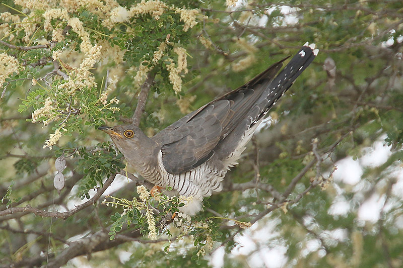 African Cuckoo by Mick Dryden