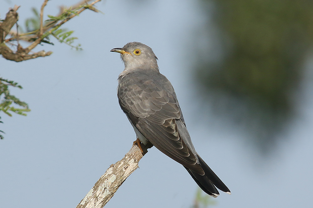 African Cuckoo by Mick Dryden