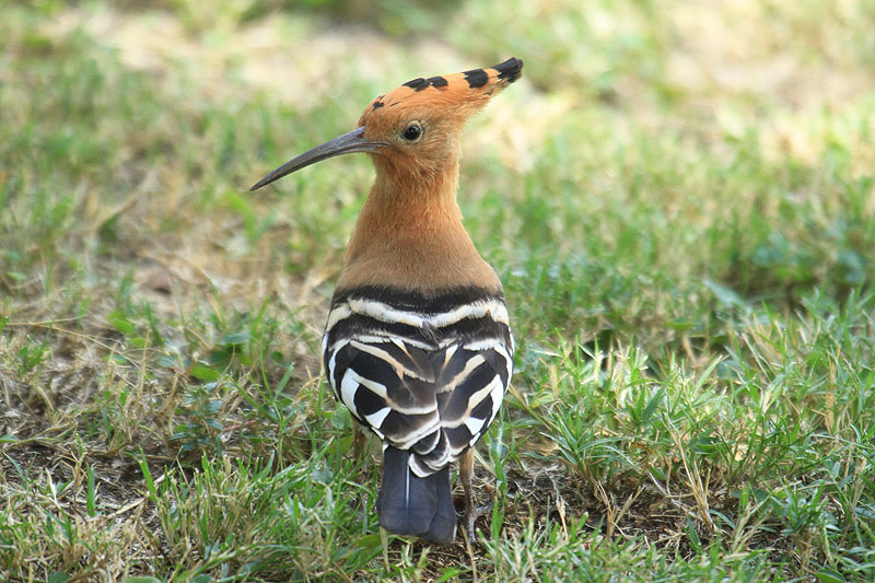 African Hoopoe by Mick Dryden