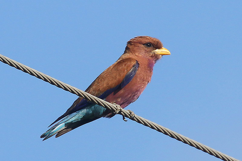 Broad billed Roller by Mick Dryden