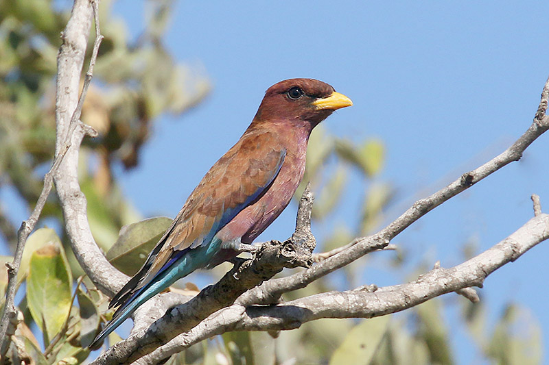 Broad billed Roller by Mick Dryden