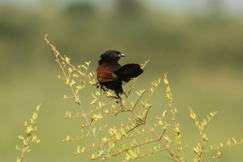 Black Coucal by Mick Dryden