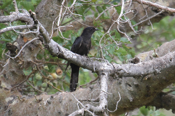 Black Cuckoo by Mick Dryden