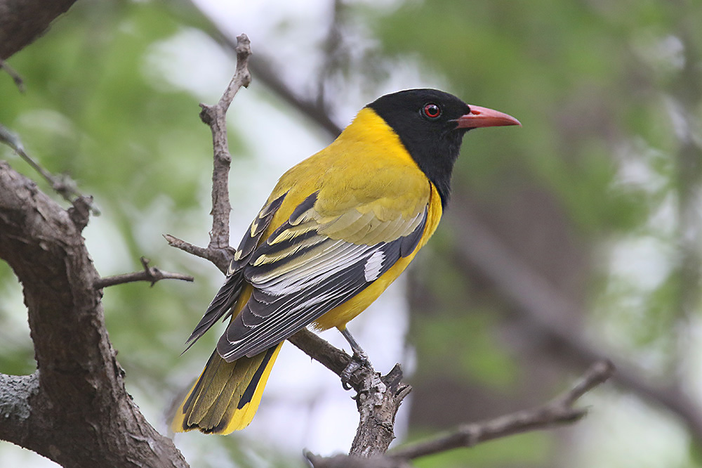 Black headed Oriole by Mick Dryden
