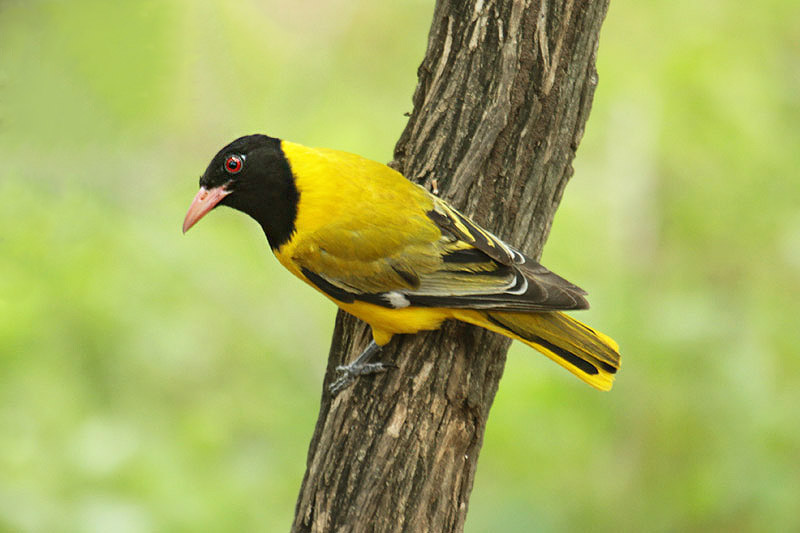 Black-headed Oriole by Mick Dryden