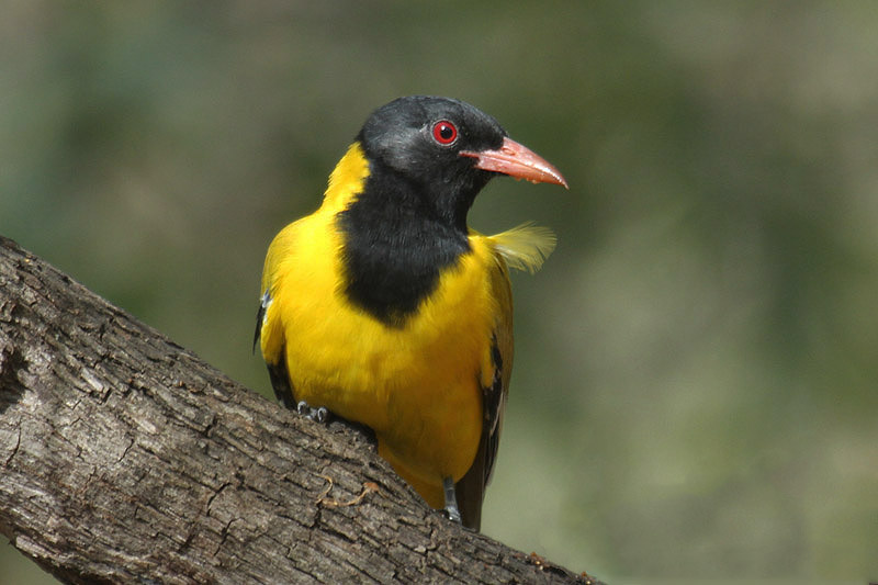 Black-headed Oriole by Mick Dryden