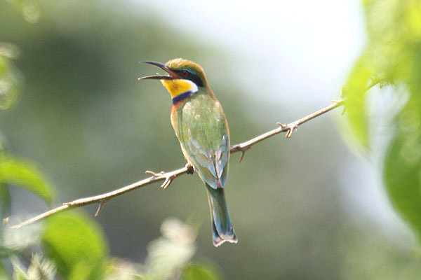 Blue-breasted Bee Eater by Mick Dryden