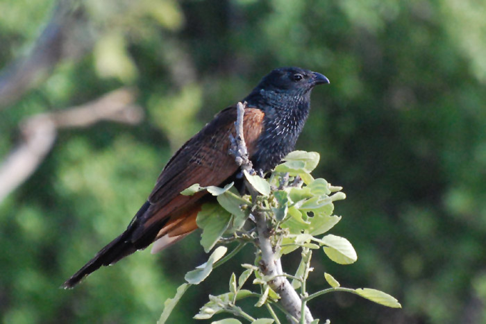 Black Coucal by Bob Schmedlin