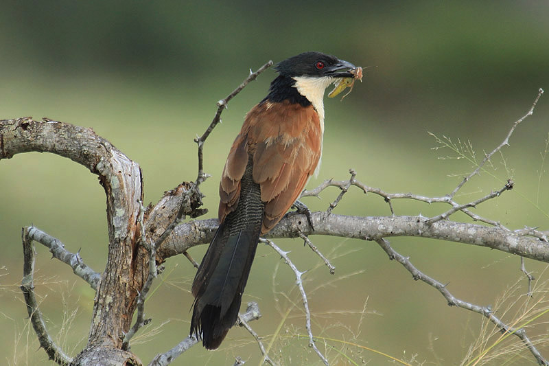 Burchell's Coucal by Mick Dryden
